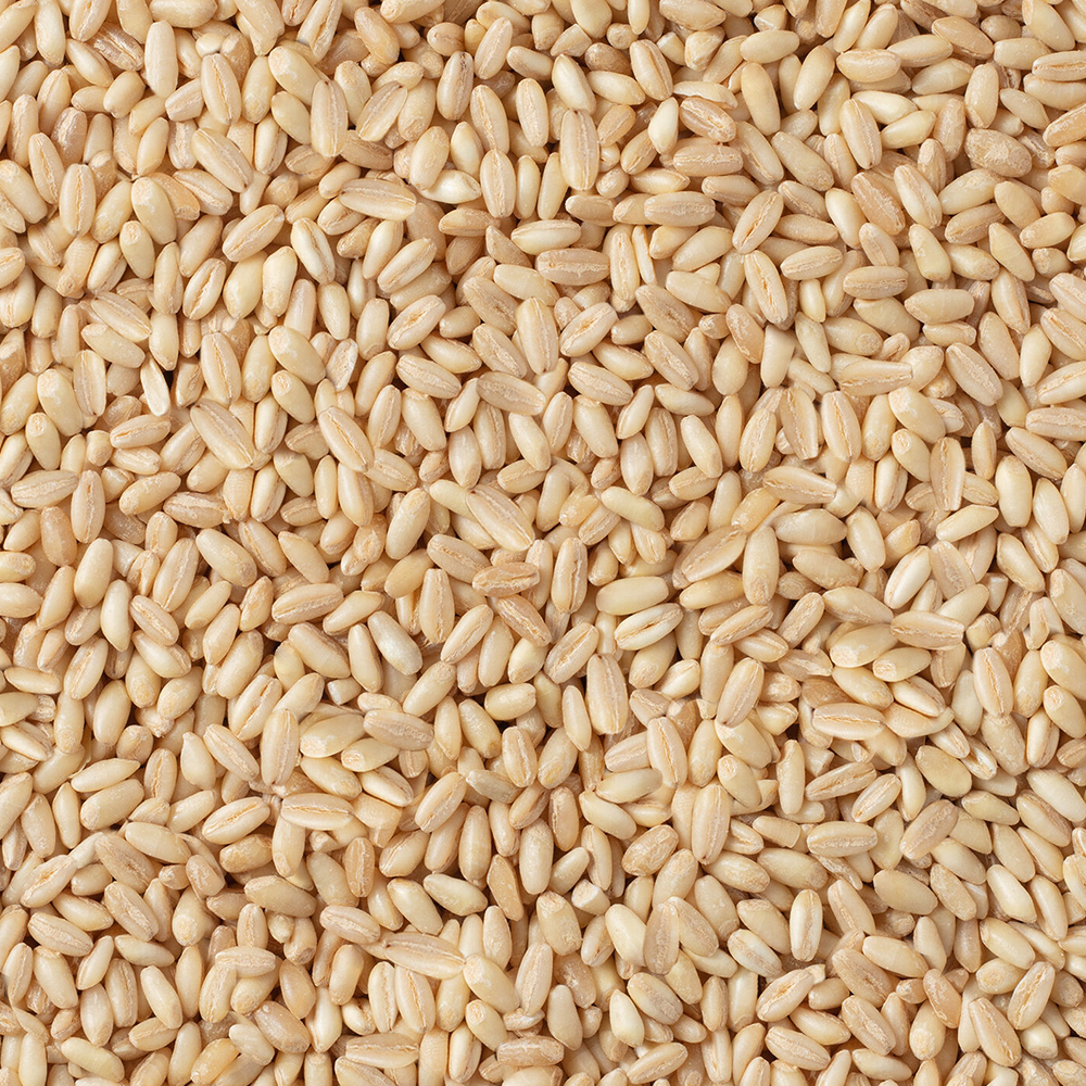 Buğday